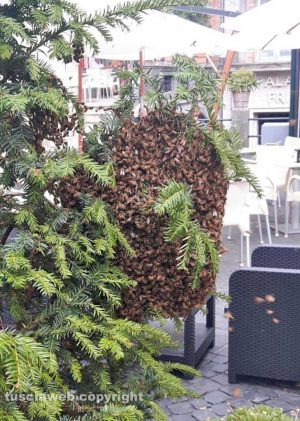 Montefiascone - Il nido di api