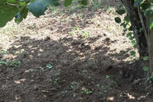 I noccioleti devastati dai cinghiali