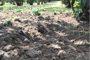 I noccioleti devastati dai cinghiali