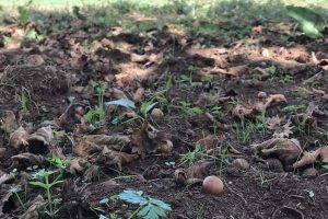 I noccioleti devastati dai cinghiali