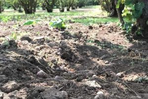 I noccioleti devastati dai cinghiali