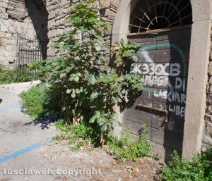 Viterbo - Erbacce in via S.Antonio