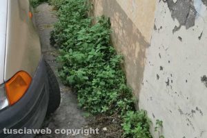 Viterbo - Erbacce in via Tommaso Carletti