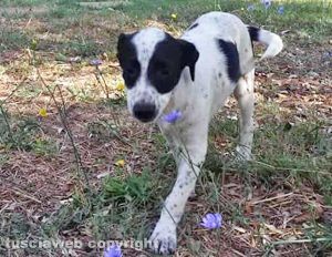 Il cucciolo smarrito a Civita Castellana