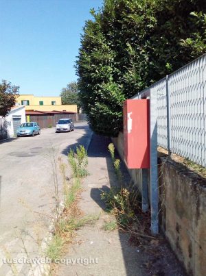 Viterbo - Siepe in via Santa Lucia