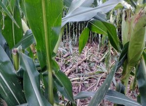 Un campo di mais rovinato dai cinghiali