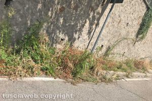 Viterbo - Le erbacce in via Palmanova