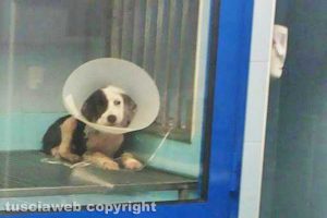 Daphne durante il ricovero in clinica