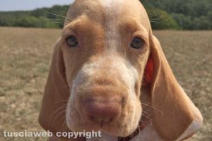 I cuccioli di bracco italiano 