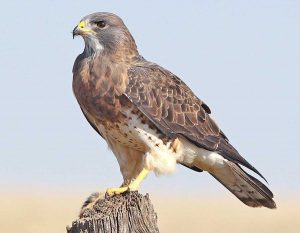 Un falco