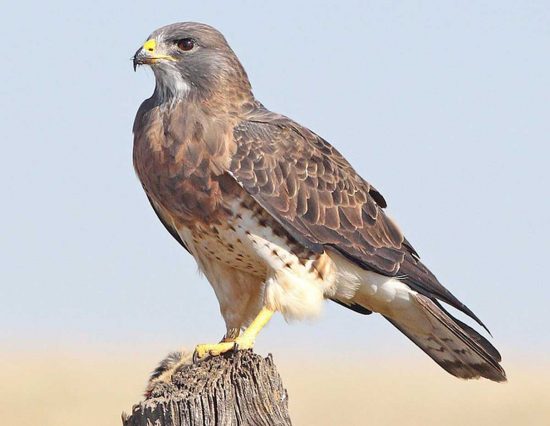 Verso Del Falco Per Allontanare I Piccioni
