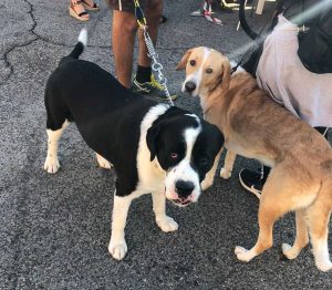 Montalto di Castro - La giornata del microchip gratuito