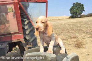 I cuccioli di bracco italiano 