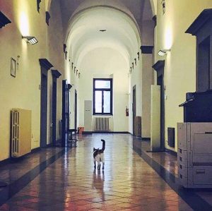 Viterbo - Duchessa, la gattina dell'Unitus