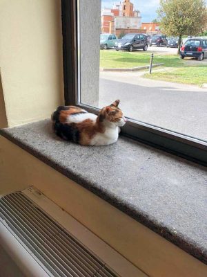 Viterbo - Duchessa, la gattina dell'Unitus