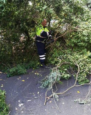 Orte - Albero abbattuto dal vento