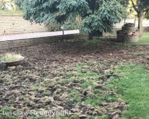 Cane aggredito dai cinghiali - Il giardino devastato dagli ungulati