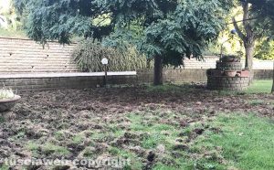 Cane aggredito dai cinghiali - Il giardino devastato dagli ungulati