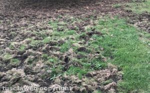 Cane aggredito dai cinghiali - Il giardino devastato dagli ungulati