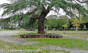Alberi transennati a Pratogiardino