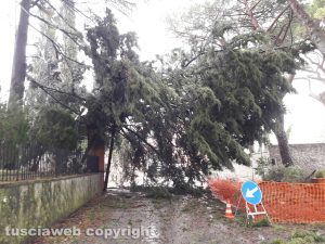 Maltempo - Montefiascone - Gli alberi caduti in località Cappuccini 