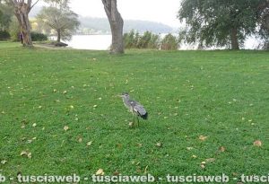 Montefiascone - Airone ferito salvato dalle guardie ecozoofile