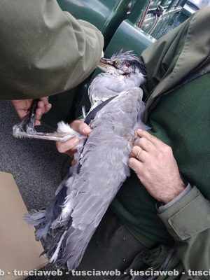 Montefiascone - Airone ferito salvato dalle guardie ecozoofile