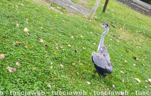 Montefiascone - Airone ferito salvato dalle guardie ecozoofile