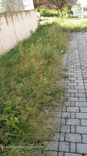 Viterbo - Erbacce in via Raffello