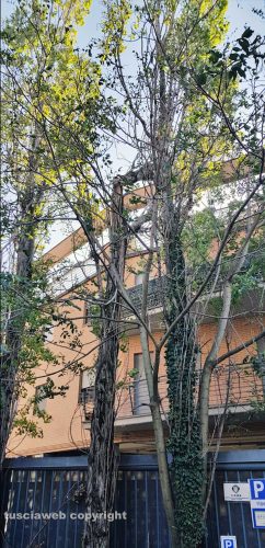 Viterbo - Albero si spezza e finisce su un palazzo in via Molini