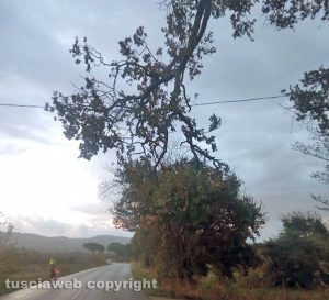 Bolsena - Ramo pericolante sulla Cassia - La protezione civile in azione