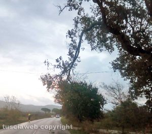 Bolsena - Ramo pericolante sulla Cassia - La protezione civile in azione