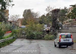 Viterbo - Albero caduto sulla Cassia Sud