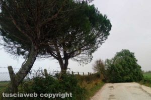 Maltempo - Viterbo - Strada Bagnaccio - Albero caduto