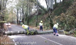 Maltempo - Montefiascone - L'albero pericolante sulla Verentana