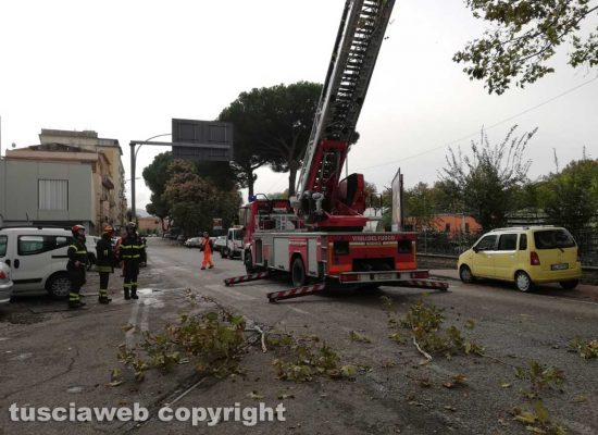 Viterbo - L'albero caduto sulla Teverina - Vigili del fuoco al lavoro