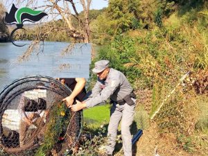Viterbo - Pesca di frodo nel Tevere - L'intervento dei carabinieri forestali