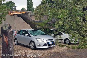 Maltempo - Viterbo - Cimitero - Crollano gli alberi sulle auto