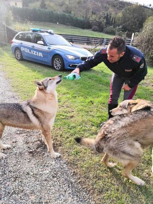 Alessandria - I cani lupo messi in salvo dalla polizia