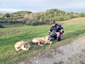 Alessandria - I cani lupo messi in salvo dalla polizia
