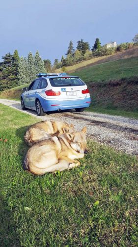 Alessandria - I cani lupo messi in salvo dalla polizia
