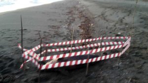 Pescia Romana - Il delfino spiaggiato a Costa Selvaggia 