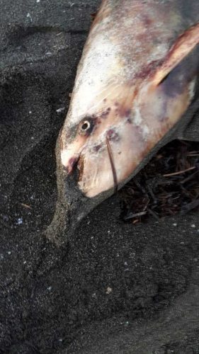 Pescia Romana - Il delfino spiaggiato a Costa Selvaggia 