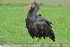 Animali - Un esemplare di ibis eremita del progetto 'Life +'