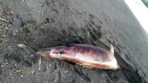 Pescia Romana - Il delfino spiaggiato a Costa Selvaggia 