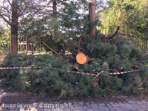 Viterbo - Via Richiello - Rami pericolanti abbandonati sulla strada