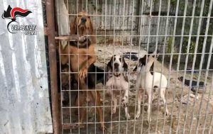 Civitavecchia - I cani salvati dai carabinieri