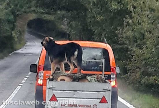 Viterbo - Guida da cani sulla Cimina 