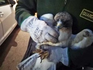 Montefiascone - L'aquila ferita salvata dalle guardie ecozoofile