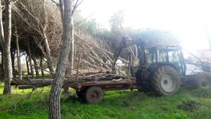 Tarquinia - La risitemazione al Lido